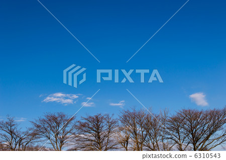 Winter blue sky and Zelkova 6310543