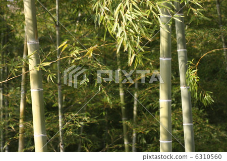 Bamboo shoots 6310560