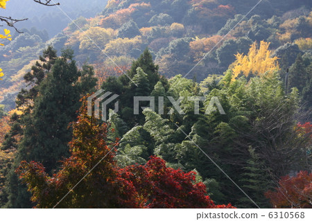 Yellow leaves of ginkgo biloba Yellow leaves of ginkgo biloba 6310568