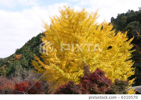 Ginkgo tree Ginkgo tree 6310570