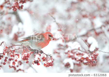 Ginzan Machico Male Ginzan Machico Male 6312068