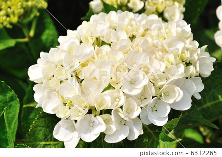 Hydrangea White Diamond 6312265