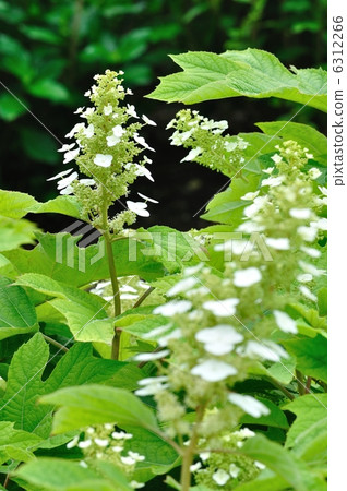Hydrangea Kashiwaba Hydrangea 6312266