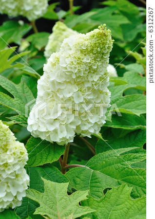 Hydrangea Kashiwaba Hydrangea Hydrangea Kashiwaba Hydrangea 6312267