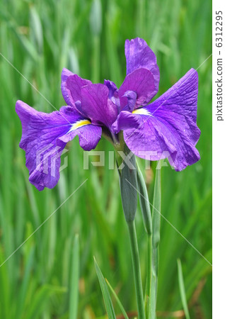Iris ginkgo Iris ginkgo 6312295