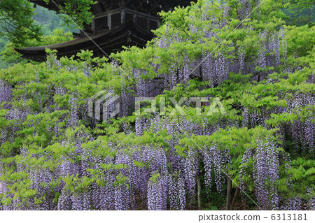 Fuji flowers in Maeyamaji 6313181