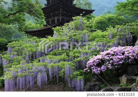 Fuji flowers in Maeyamaji 6313183