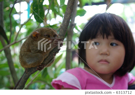 Tarsha glasses, Philippine inhabitants 6313712