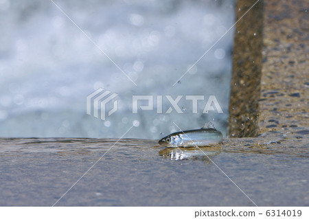 阿蘇尿的上風 6314019