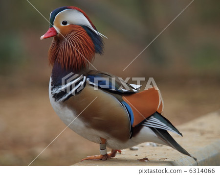 Oshidori的Oris伸展他的脖子 6314066