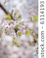 海津的櫻花 6314193