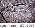 海津的櫻花 6314195