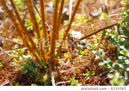 沼澤的植物 6314365