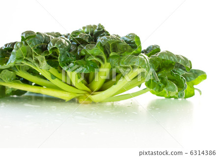 Chinese vegetables _ Tasai Chinese vegetables _ Tasai 6314386