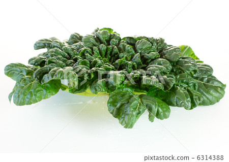 Chinese vegetables _ Tasai Chinese vegetables _ Tasai 6314388