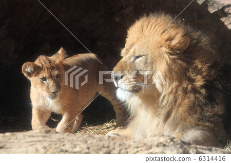 獅子父親和孩子 6314416