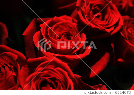 羅斯黑色背景紅色玫瑰 6314673