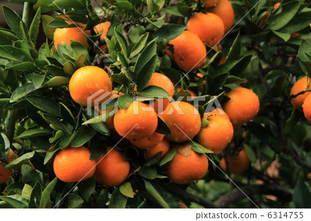 Mandarin orange Mandarin orange 6314755