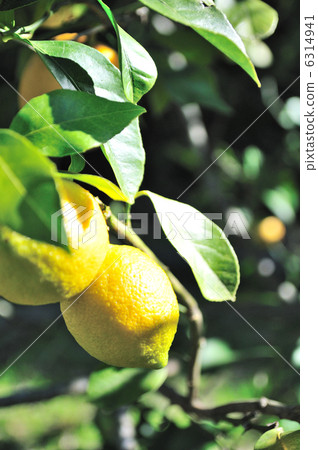 Lemon  Lemon  6314941