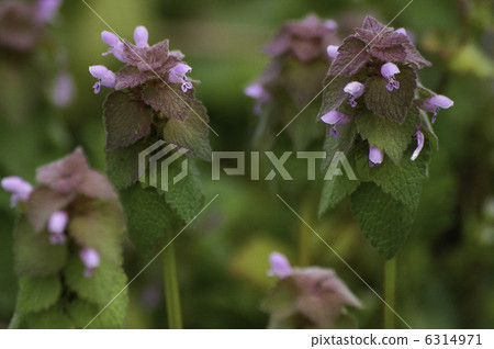 Princess Dancing Princess Dancing 6314971