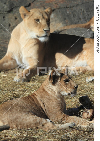 Lion mother and child Lion mother and child 6315205