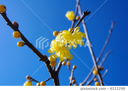 Blue sky and wax plum Blue sky and wax plum 6315299