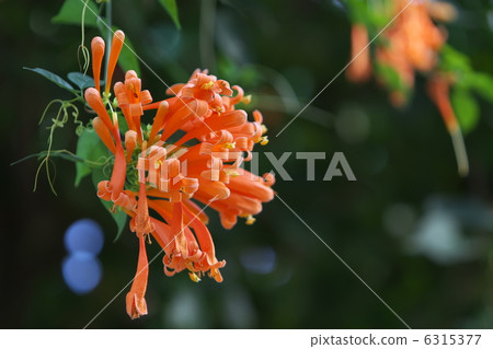 Kaen Kazura Kaen Kazura 6315377