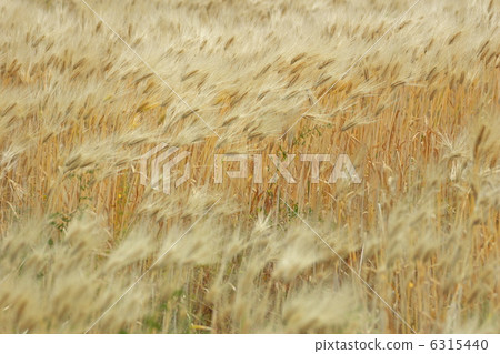 Wheat field Wheat field 6315440