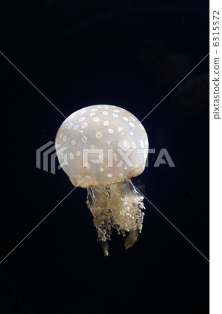 Tako jellyfish 6315572