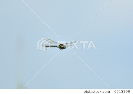 Madarayanma Madarayanma 6315599