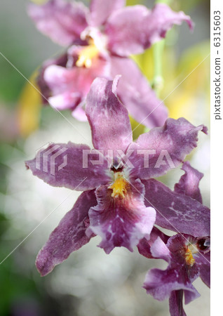 Bilala Smile Erie 6315603