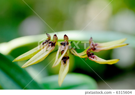 Barbo Film / Longiflorum 6315604