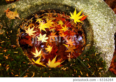 Fallen leaves  6316264