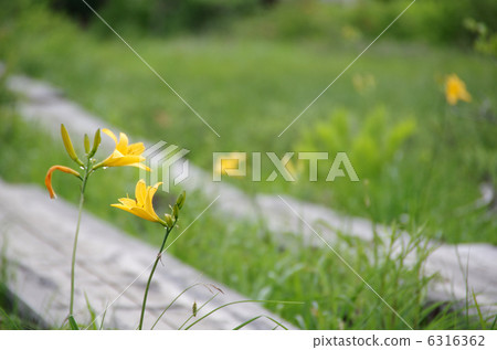 Oze's Nikkowoshge and a tree path Oze's Nikkowoshge and a tree path 6316362
