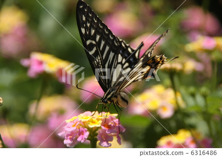 Swallowtail butterfly Swallowtail butterfly 6316486