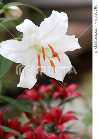 [Casablanca Shirayuri] 6316596