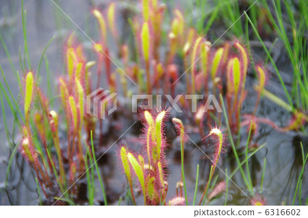 Ogase's Naga Banno 6316602