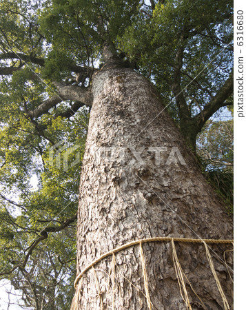 "Tamaki Odori" of Tamakina Inari 6316680