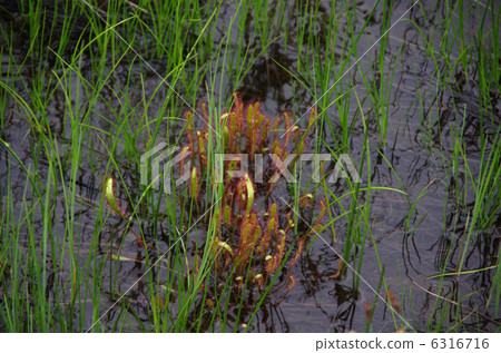 Ogase的娜迦班諾 6316716