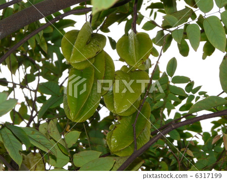 World heritage '' China '' Hometown of overseas Chinese (Self-village Kohira) Star fruit in the watchtower garden World heritage '' China '' Hometown of overseas Chinese (Self-village Kohira) Star fruit in the watchtower garden 6317199