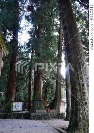 Ryuko Shrine的加固雪松 Ryuko Shrine的加固雪松 6317313