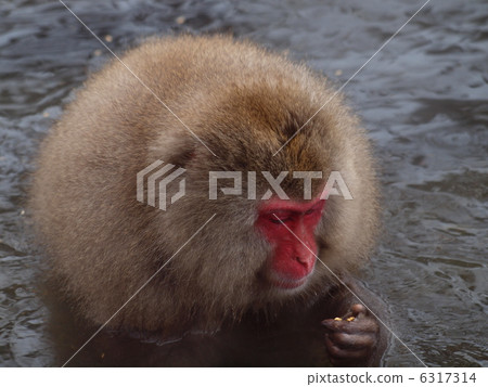 地獄谷溫泉猴子 地獄谷溫泉猴子 6317314