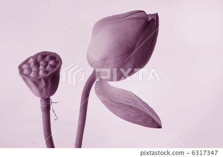 Lotus flower Lotus flower 6317347