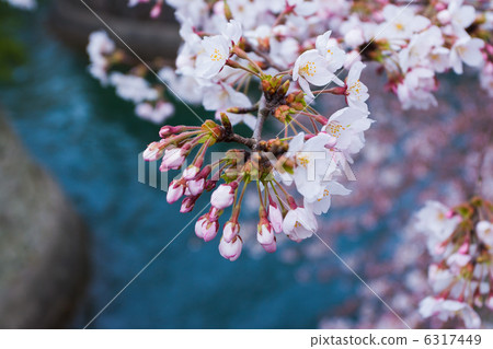 Cherry Blossoms	 6317449