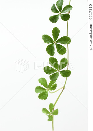 Purple grass Perspano siliss 'Sugar Bine' Purple grass Perspano siliss 'Sugar Bine' 6317510