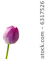 蓮花 6317526