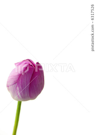蓮花 蓮花 6317526
