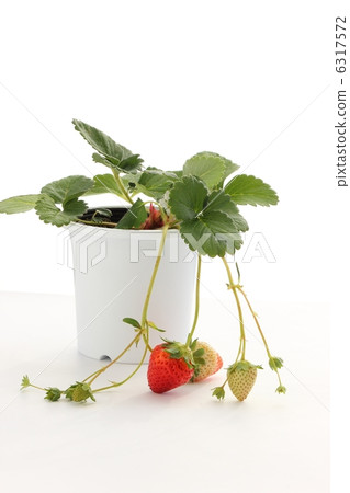 Potted strawberries 6317572