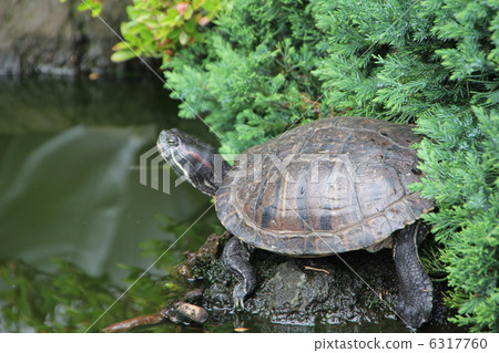 Red turtle 6317760