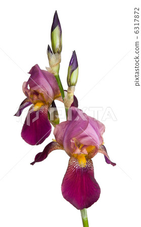 Iris flower 6317872